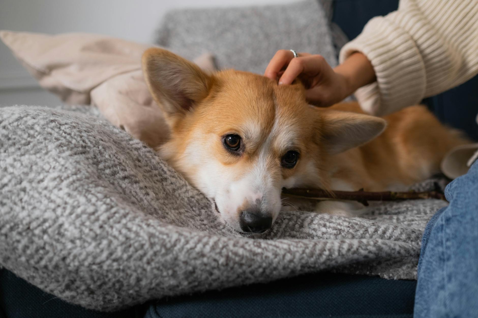 Corgi's valuation doubled to $2.6B in three weeks, and LPs are paying attention